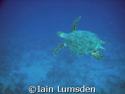 Turtle in the blue by Iain Lumsden 